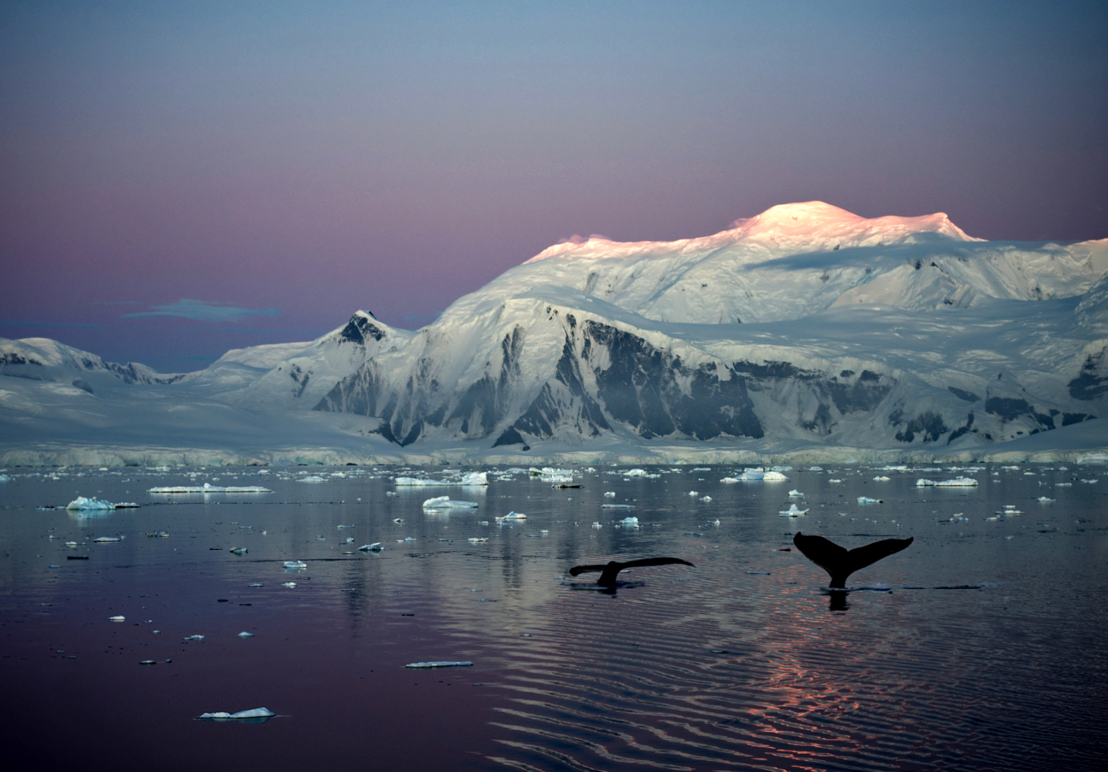 1st Place - Graham Lowe - inke Whales feeding at Dawn - Anvord Bay Antarctic Pennisula